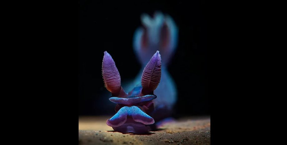 морський слизень, голозяберний молюск