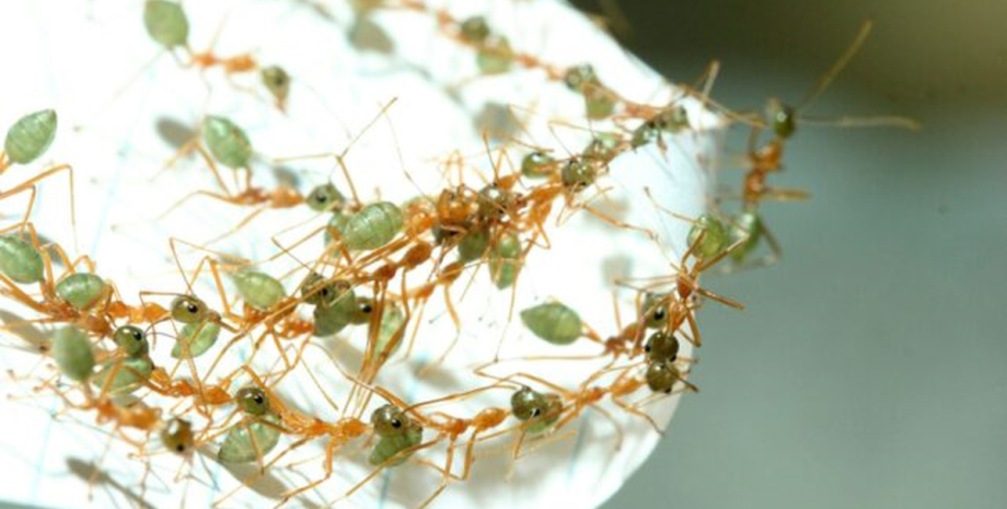 Названо вид, «надефективний» у командній роботі: навчилися робити те, чого не можуть інші0