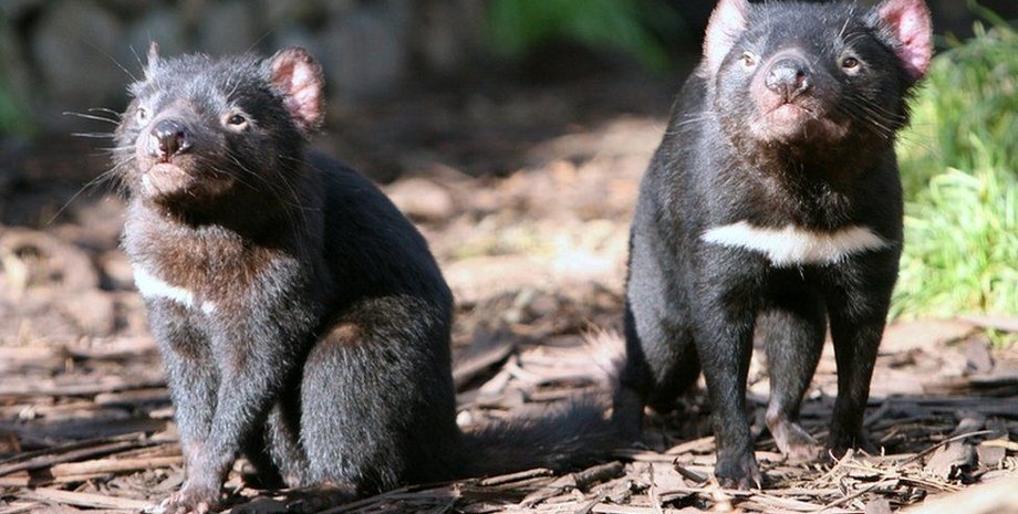 тасманский дьявол, Австралия, пингвины, вымирающий вид