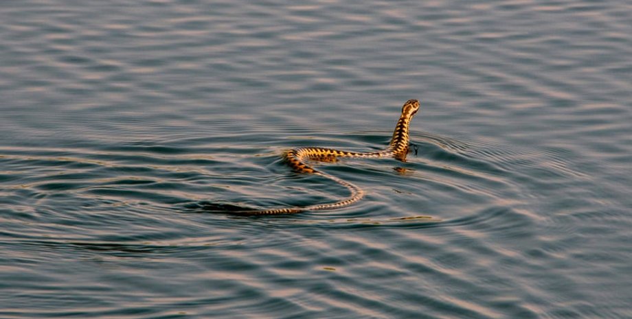 Norfolk Wildlife Trust