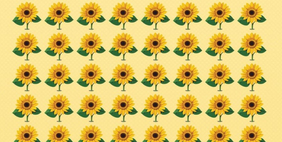 подсолнухи головоломка, подсолнухи