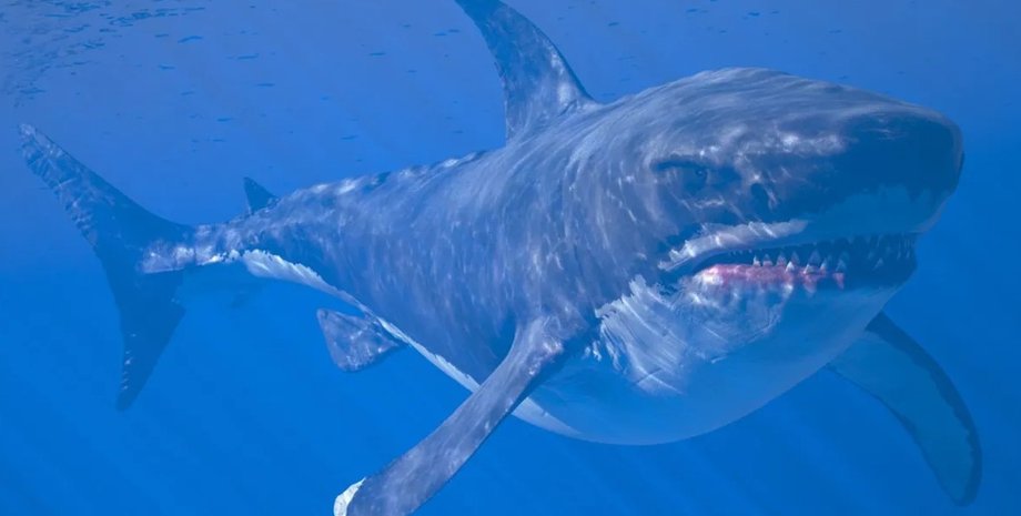 мегалодон, акула мегалодон, мегалодон акула