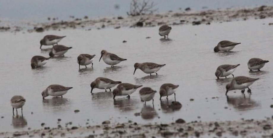 Due to active fighting and climate change, many rare birds remain in winter in U...