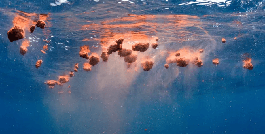 древние животные, амбра, исследования, амбра, кашалот, охота на китов, вымершие животные, животное под опасностью, парфюмерия, Герман Мелвилл, Chanel №5, парфюмерия