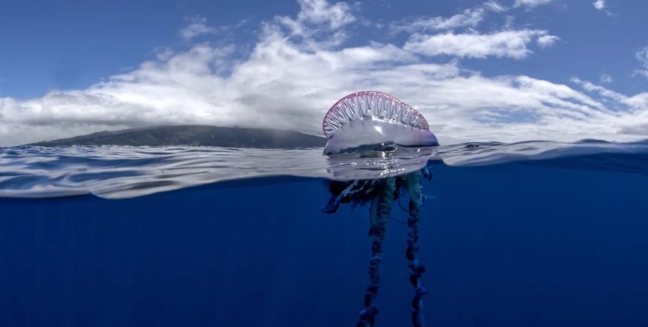 португальський кораблик