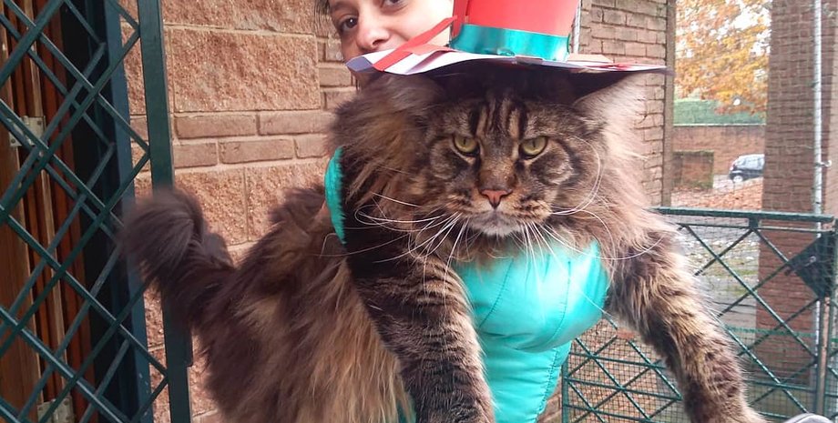 Самый длинный в мире кот, рекорды, домашние животные, коты породы мейн-кун, фото, курьезы, Италия