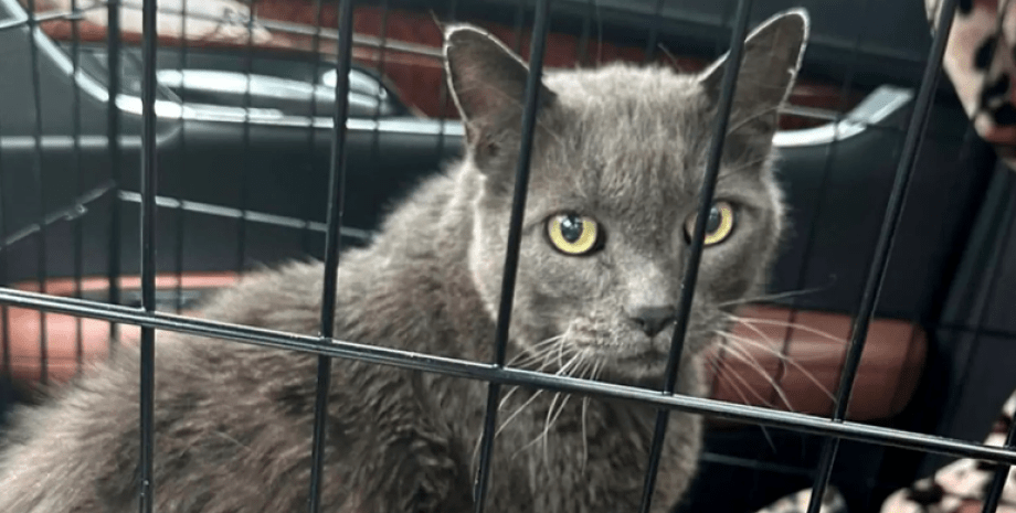 Кота знайшли за 2000 км від дому через 5 років, пошук тварин, загублені коти, США
