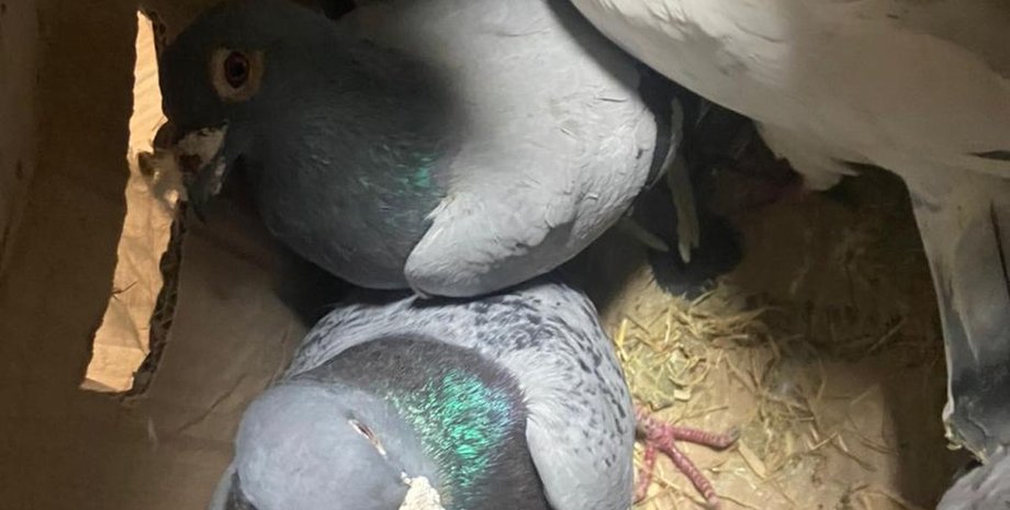 ГПСУ, граница, пограничники, голуби, контрабанда,