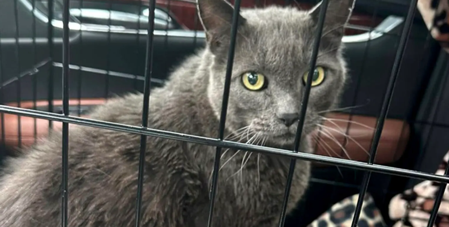 Кота нашли за 2000 км от дома через 5 лет, поиск животных, потерянные коты, США