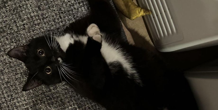 Чоловік знайшов в себе вдома кота, звідки тварина взялась у помешканні, цікаві історії, приколи