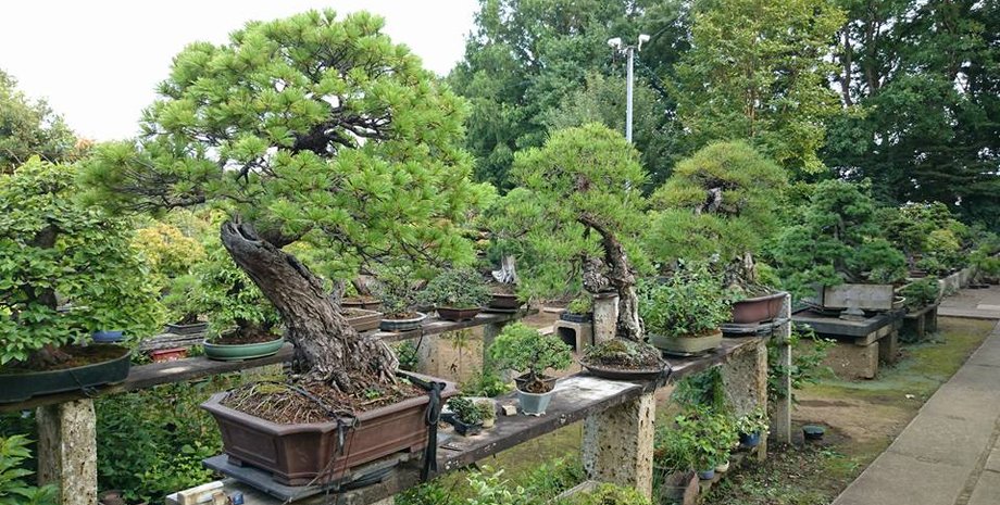 Фото: Fuyumi Iimura