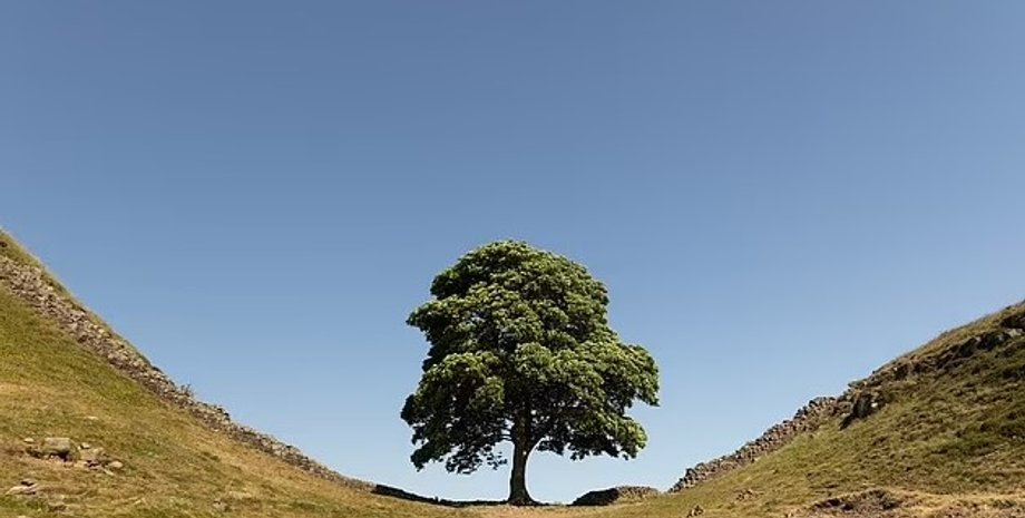 дерево, дерево робин гуда