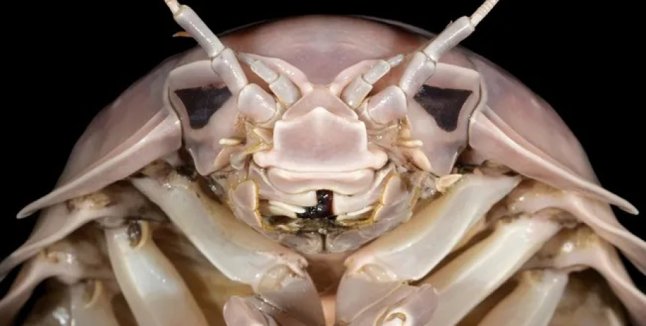 Bathynomus vaderi был открыт после того, как ученые заметили различия между ним и другими видами гигантских изопод изоподы, гигантские изоподы