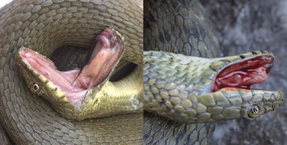 змії, змії імітація смерті