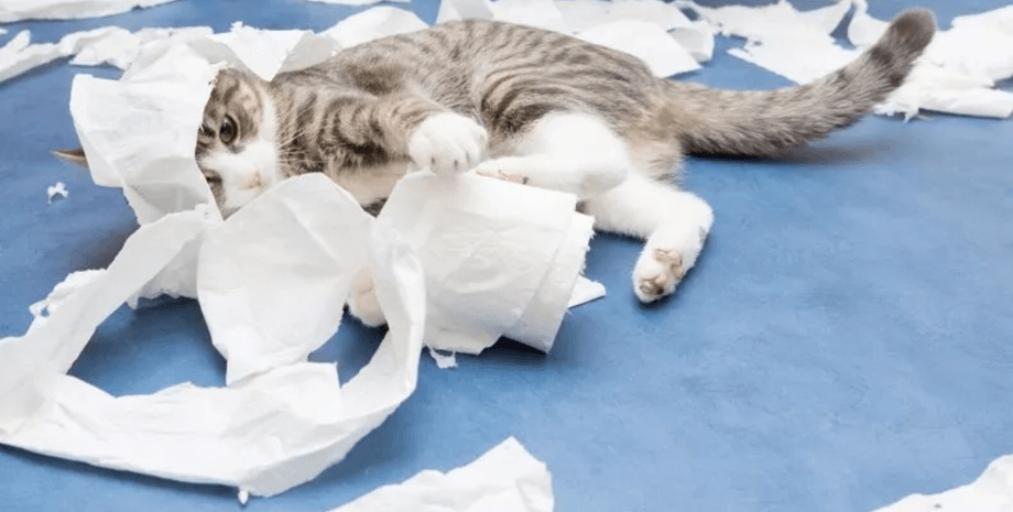 Кішки, кіт, кішки помстилися господині, коти влаштували безлад, неслухняні кішки, забули погодувати, котячий корм, порожня миска, соцмережі