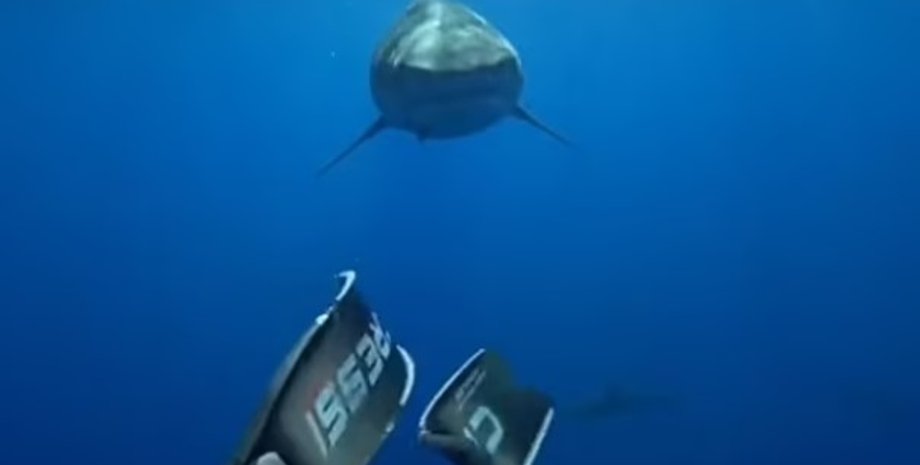 акула, нападение акул, акулы в океане