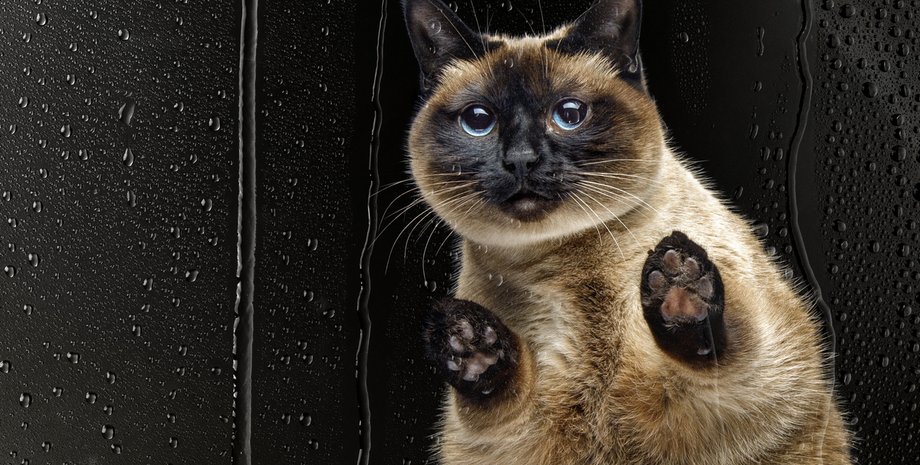 окно, за окном, стекло, кот, кот в окне, кот за окном