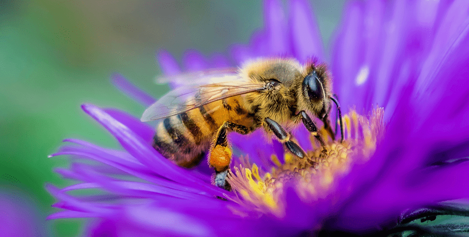 пчелы, полет пчел, законы физики, пчелиные крылья, аэродинамика, Антуан Маньян, миф, фильм о пчелах, динамика крыльев, полет насекомых