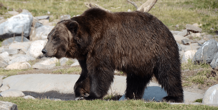 Медведь, гризли, животное, дикое животное,