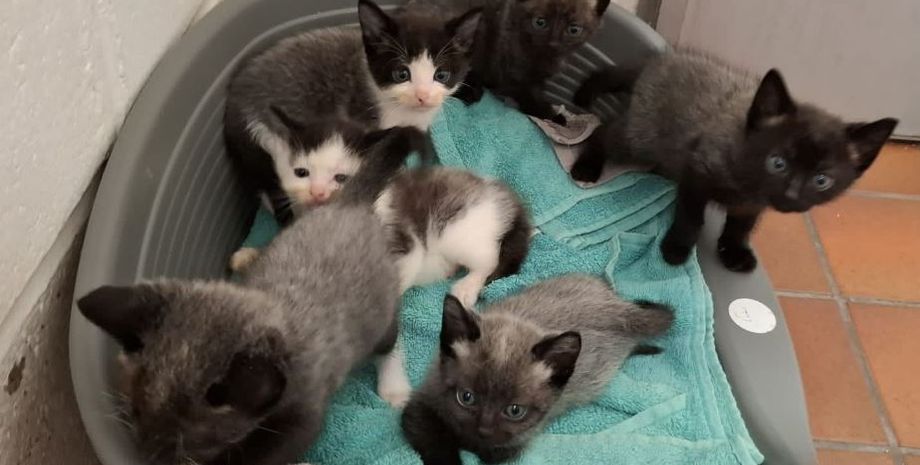 Чому коти міняють колір шерсті, розлад у котів, хвороби, аномалії, найрідкісніші коти Шотландія