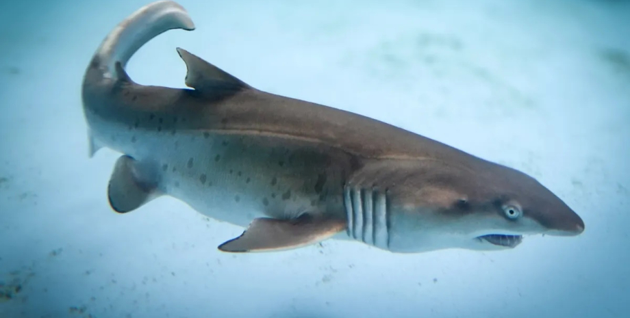 Новонароджений самець сірої акули няньки самець акули, акула нянька, сіра акула нянька