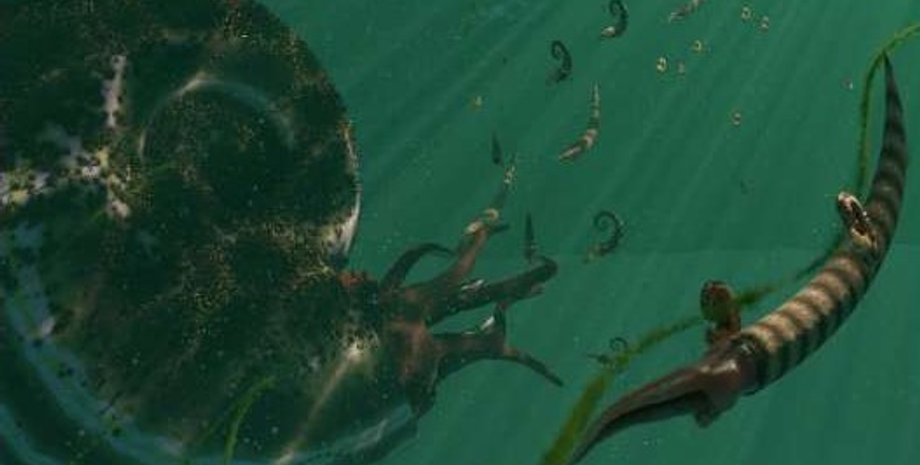 стародавні молюски, амоніти