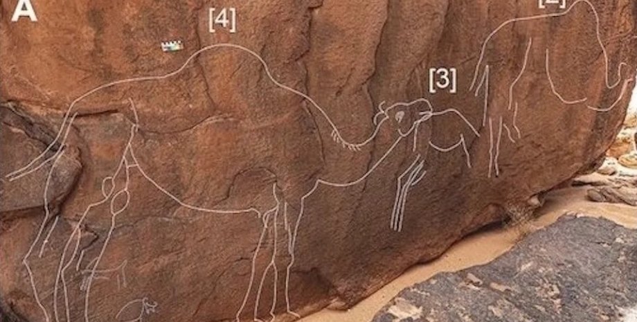 Учені не знають, хто залишив різьблені малюнки верблюдів на скелях верблюди, різьблені малюнки верблюдів, верблюди