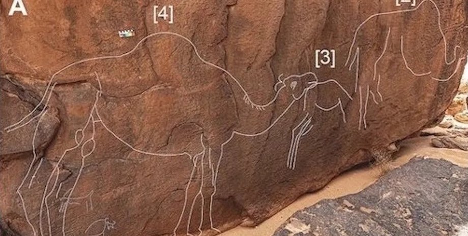 верблюды, резные рисунки верблюдов, верблюды