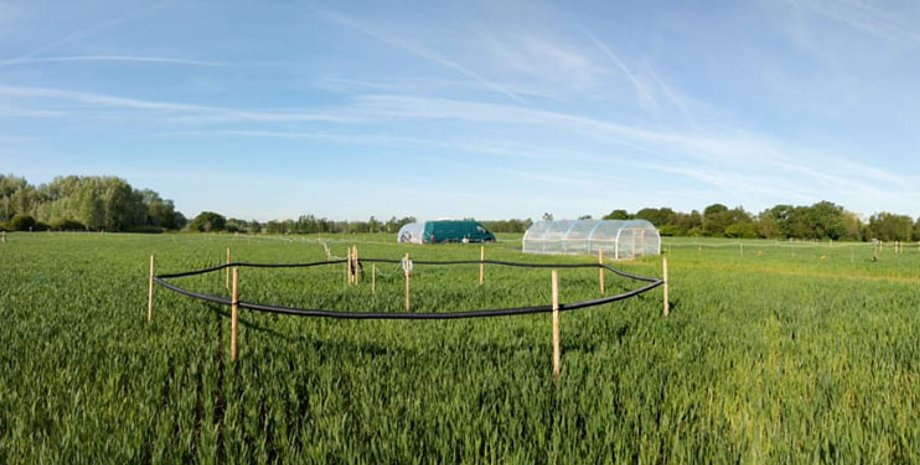 Кольцо, поле, пища, насекомые, запах