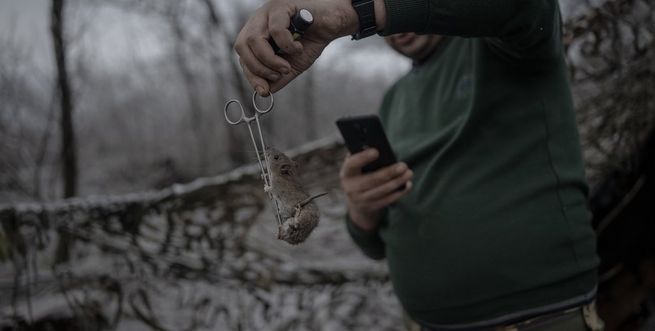 украинский медик, мышь, мышиное нашествие, война в украине