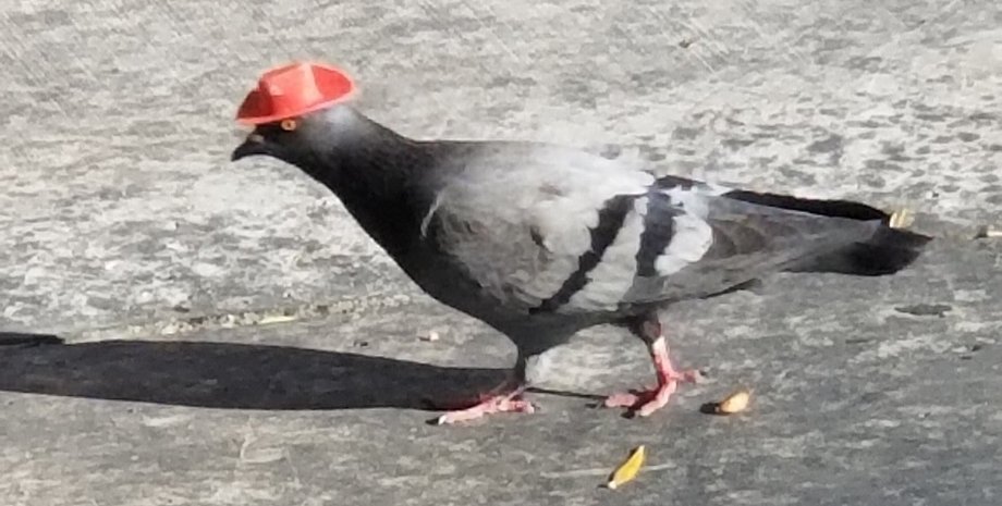 Фото: twitter.com/Mx_Chaos420