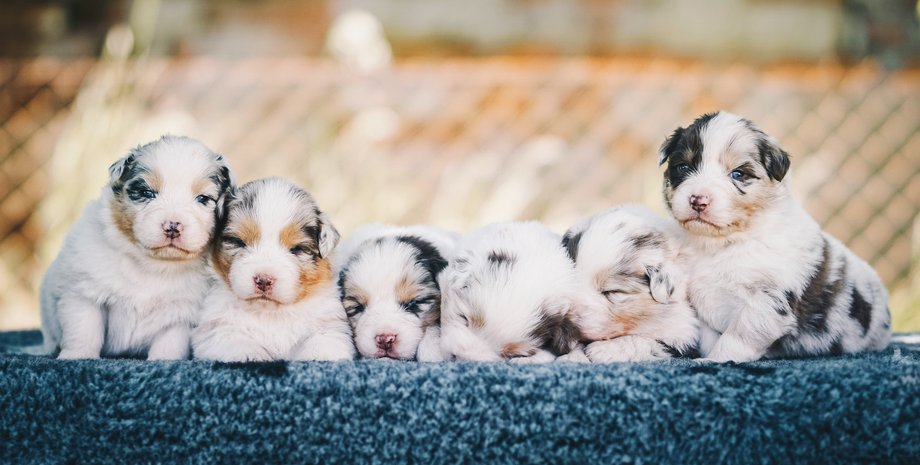 красивые породы собак