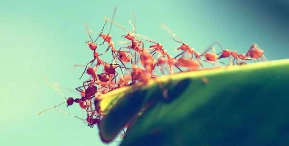 вогняні мурахи, електричні мурахи