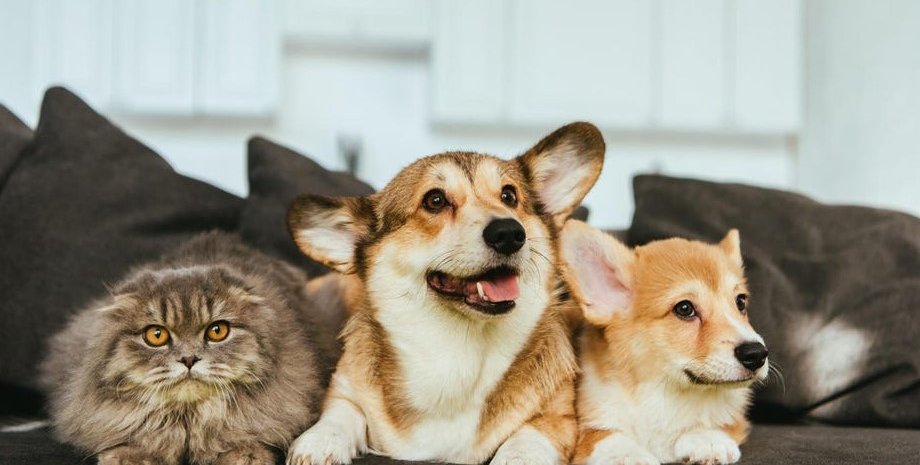 кішки і собаки