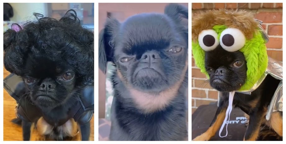 собака, пес, Чико, парик, шапка