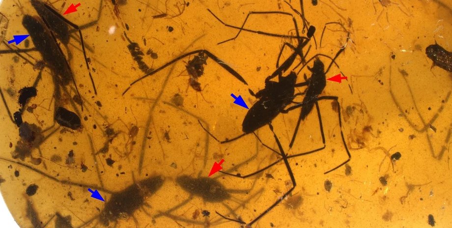 водомірки, стародавні водомірки