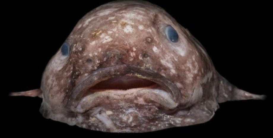 Рыба-капля / Фото: Rob Zugaro / Victoria Museums / CSIRO