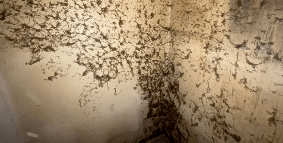 Грязный дом Грязный дом, клининг, заброшенный дом, дом барахольщика, не убирались 20 лет, грязь на стенах, убрали дом за сутки,