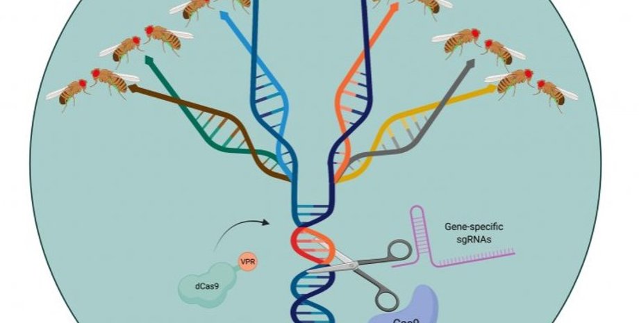 Модифицированные мухи