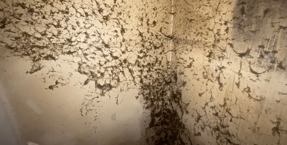 Грязный дом, клининг, заброшенный дом, дом барахольщика, не убирались 20 лет, грязь на стенах, убрали дом за сутки,