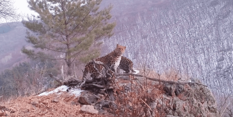 редкий вид леопардов попал на камеру, амурские леопарды в россии