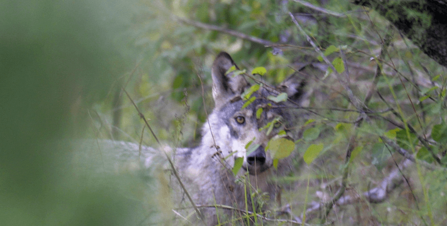 Волк из Чернобыля вызвал споры в сети