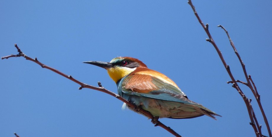 Пчелолоидка обыкновенная, пчелолоидка, птица пчелолоидка, пчелоид, птица пчелоид, пчелолоиды, пчелоид обыкновенный