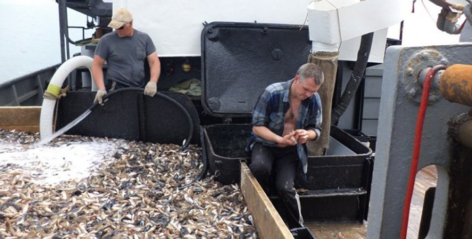 Вылов бычка в Азовском море / Фото: iz.com.ua