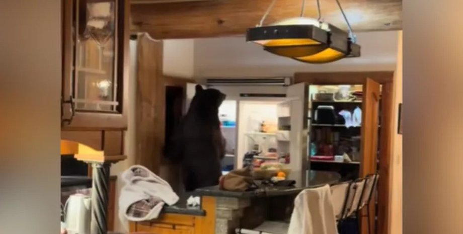 Семья заметила медведя на своей кухне, который пытался найти еду в холодильнике
