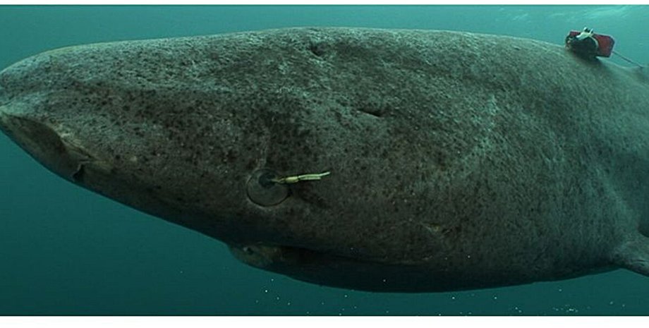 акула, гренландская акула