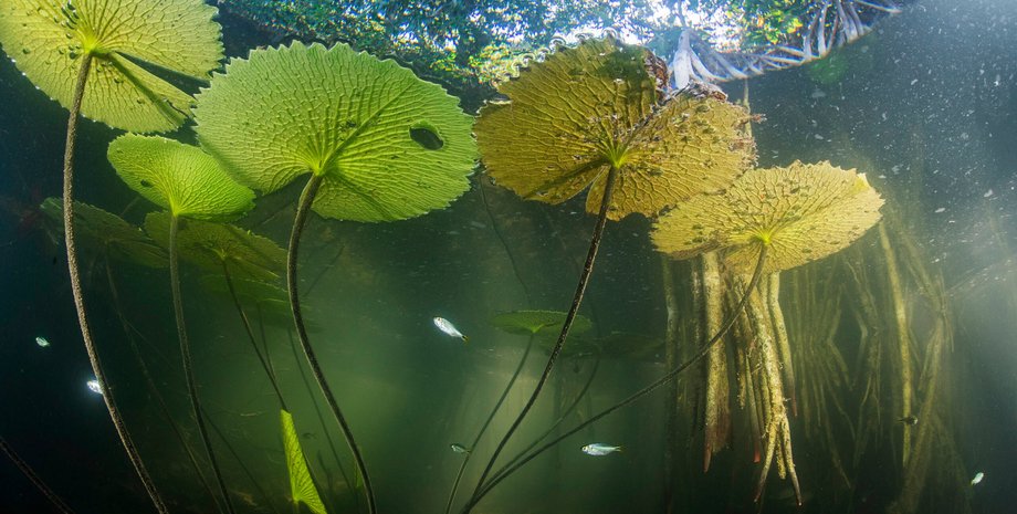 ризофора мангле, корни, вода, река, рыбы, фото