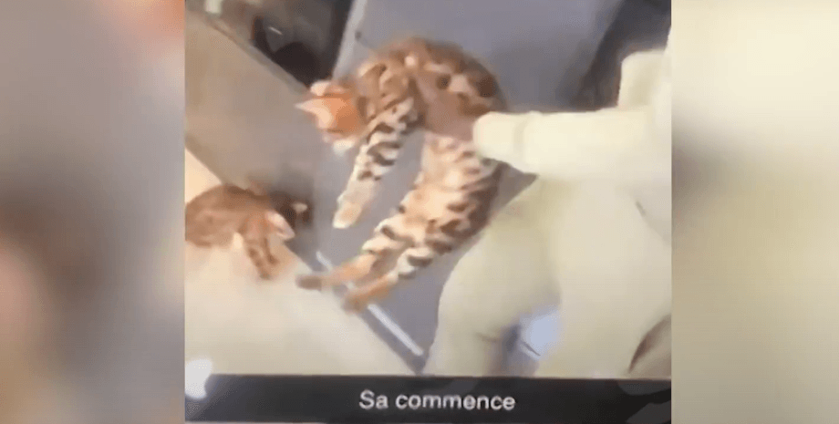 Курт Зума , кошка