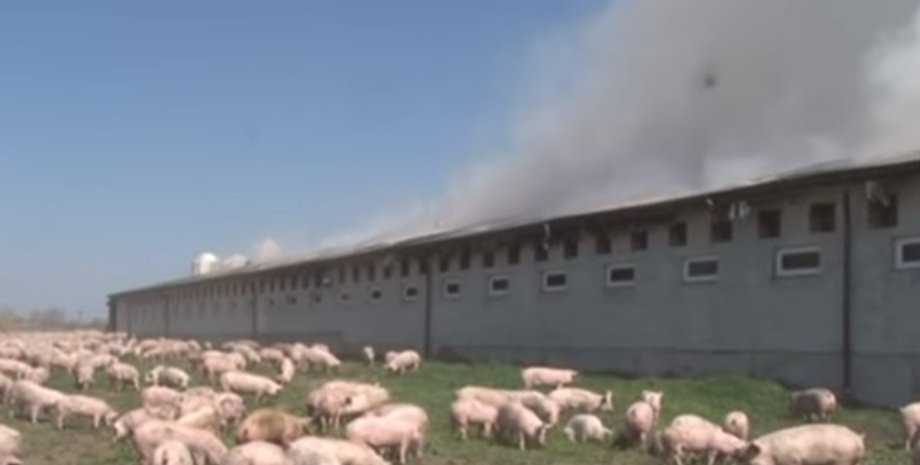 Фото: кадр с видео