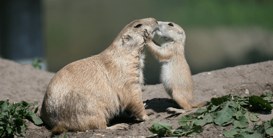 тварини, бабаки, листя, фото